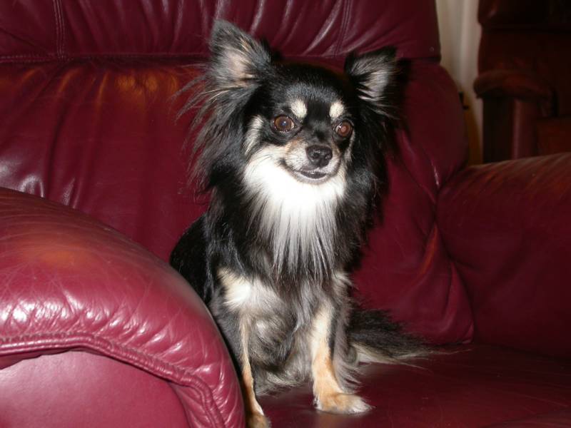 papillon chihuahua for sale